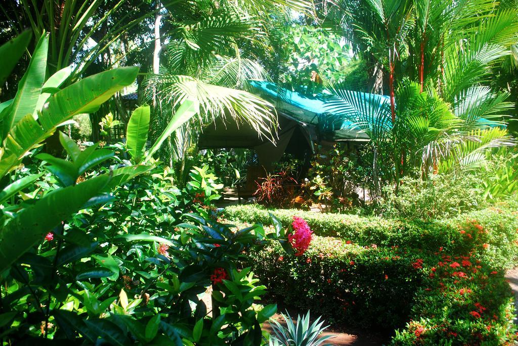 Rafiki Beach Camp Matapalo  Rum bild